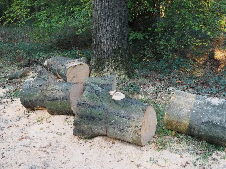 Vagevuurbos en Lippensgoed-Bulskampveld (België)